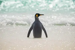 Saunders: King penguin (Aptenodytes patagonicus), The Neck