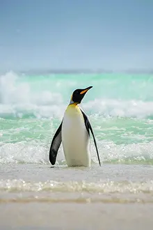 Saunders: King penguin (Aptenodytes patagonicus), The Neck
