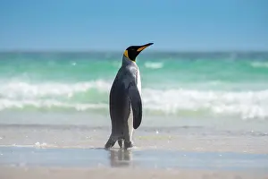 Saunders: King penguin (Aptenodytes patagonicus), The Neck