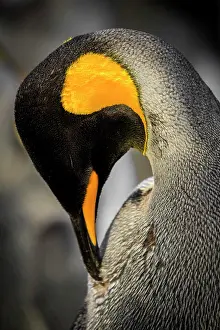 Patagonicus: King penguin (Aptenodytes patagonicus) for plumage