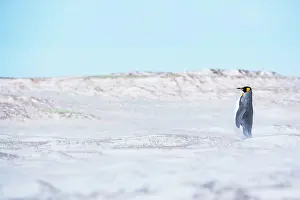 Patagonicus: King penguin (Aptenodytes patagonicus) standing