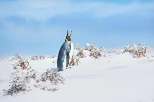 Patagonicus: King penguin (Aptenodytes patagonicus) standing