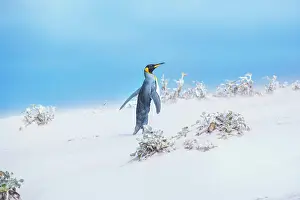 Patagonicus: King penguin (Aptenodytes patagonicus) walking through