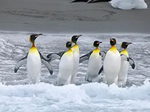 Subantarctic: King penguin on a beach. Antarctica, South Georgia, Cooper