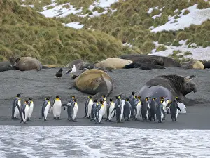 Subantarctic: King penguin on a beach. Antarctica, South Georgia, Cooper