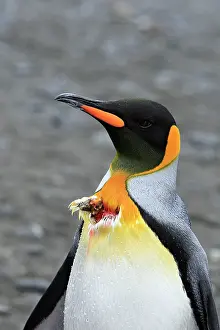 Bitten: King Penguin - bitten by sea leopard