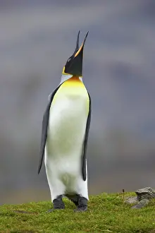 Braying: King Penguin - braying