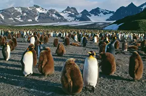Creche: King PENGUIN - Breeding colony with 10 month old chicks