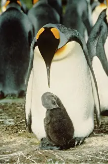 Sizes: KING PENGUIN - with chick