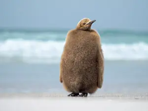 Southern Hemisphere: King penguin chick on beach in the Falkland Islands in the
