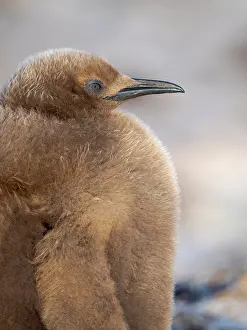 Southern Hemisphere: King penguin chick on beach in the Falkland Islands in the