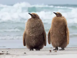 Southern Hemisphere: King penguin chick on beach in the Falkland Islands in the