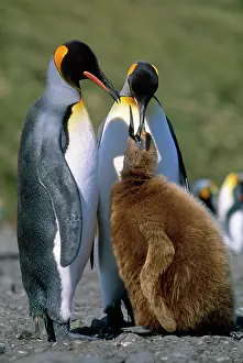 Regurgitating: King Penguin - chick begging for food from adult