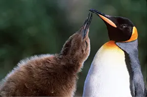Begging: KING PENGUIN - chick begging for food from parent