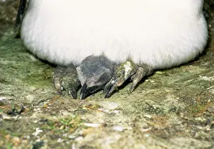 Antartica: King Penguin - With chick on feet