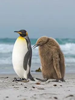 Southern Hemisphere: King penguin chick follows adult in the Falkland Islands in