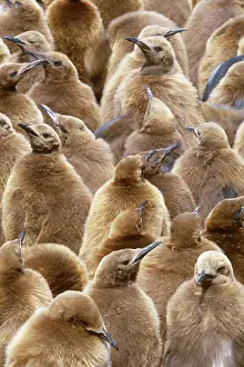 Creche: King Penguin Chicks