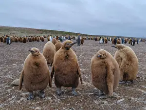 Southern Hemisphere: King penguin chicks in colony in the Falkland Islands in the