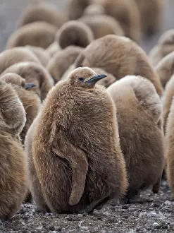 Southern Hemisphere: King penguin chicks in colony in the Falkland Islands in the