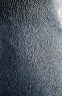 Antartica: King Penguin - close-up of back