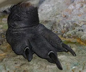 Toes: King Penguin - Close-up of foot