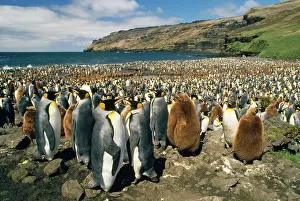 Creche: King Penguin - colony