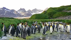 Communities: King Penguin colony