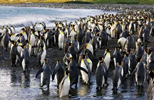 Communities: King Penguin colony