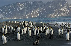 Communities: King Penguin colony