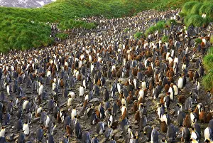 Communities: King Penguin colony