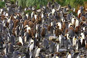 Communities: King Penguin colony