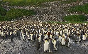 Communities: King Penguin colony