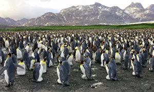 Communities: King Penguin colony