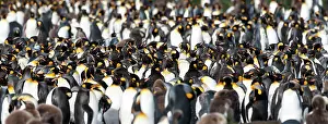 Crowds: King Penguin colony