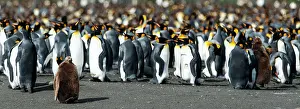 Crowds: King Penguin colony
