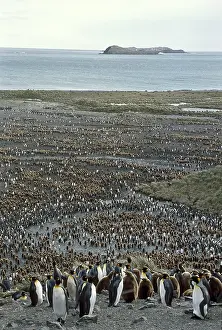 Subantarctic: King Penguin Colony