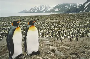 Patagonica: King penguin colony