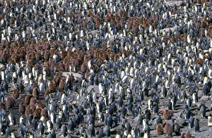 Creche: King Penguin Colony