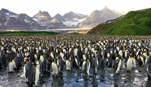 Communities: King Penguin colony