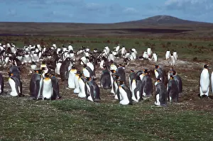 Falkland: KING PENGUIN - colony