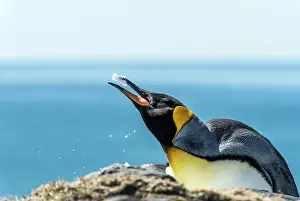 Andrew: King Penguin eating snow