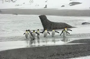 Blizzards: King Penguin and Elephant Seal in background - in blizzard