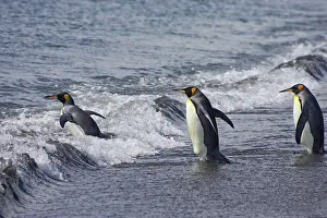 Entering: King Penguin - entering sea