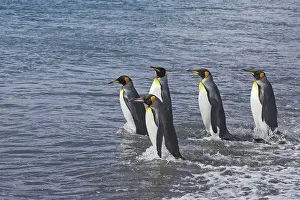 Entering: King Penguin - entering sea
