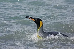 Entering: King Penguin - entering sea