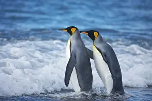 Entering: King Penguin - entering sea
