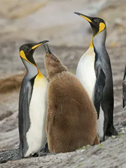 Southern Hemisphere: King penguin feeding of a chick in the Falkland Islands in