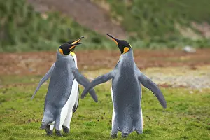 Flighting: King Penguin - females wing fighting