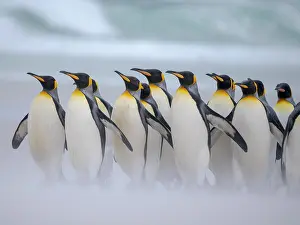 Storm: King penguin group on a beach. South America, Falkland