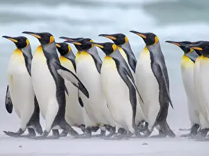 Storm: King penguin group on a beach. South America, Falkland